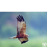 گونه سنقر تالابی Western Marsh Harrier